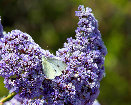 Cabbage White butterfly on purple Ceanothus Concha flowers on a sunny spring day.